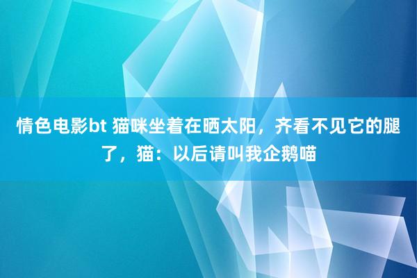 情色电影bt 猫咪坐着在晒太阳，齐看不见它的腿了，猫：以后请叫我企鹅喵